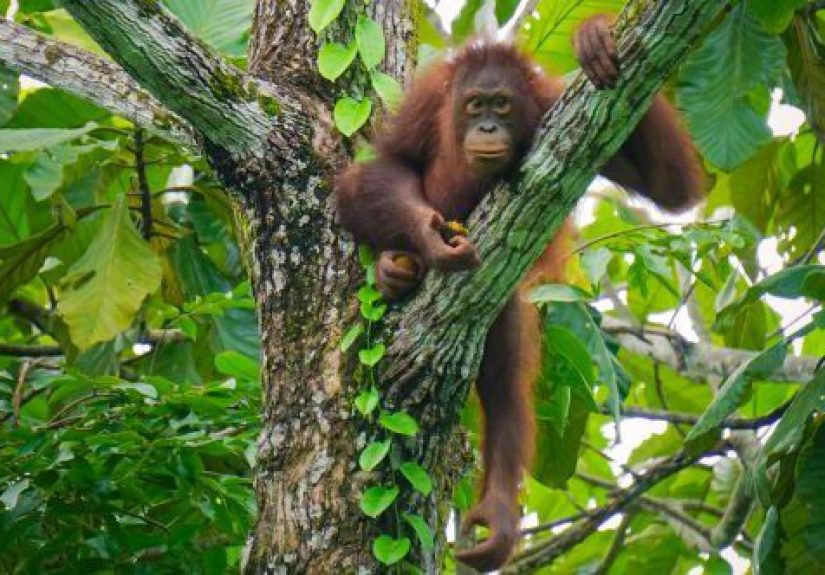 10 Brave Predators Which Hunt Dangerous and Deadly Prey