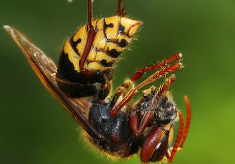 10 More Repulsive Parasites