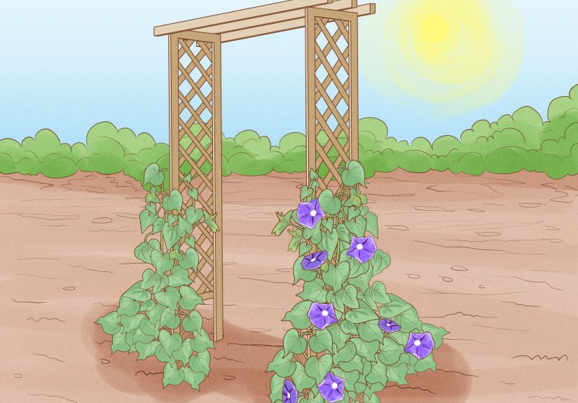 10 Simple Ways to Make Morning Glories Bloom