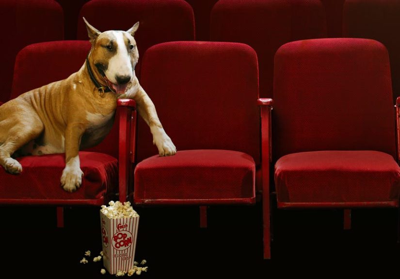 100+ Best Dog Names from Famous Movies