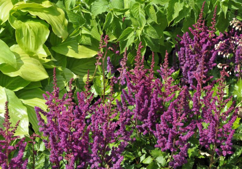 12 Astilbe Companion Plants You Should Grow for a Healthier Garden