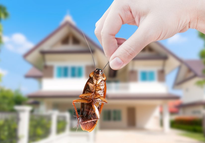 15 DIY Solutions for a Pest-Free Home - Bob Vila