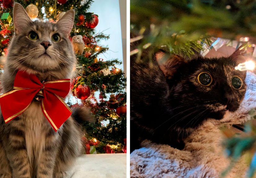 151 Photos Of Cats Enjoying An Awesome Holiday Season