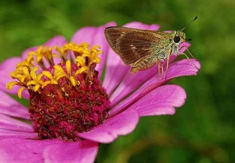 20 Ways to Grow Flowers for a Beautiful Garden