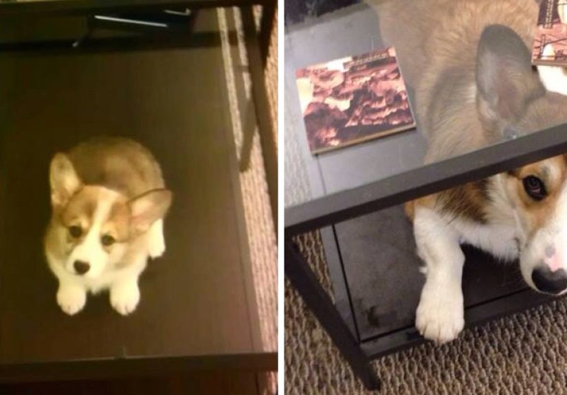 21 Before And After Photos Of Dogs Growing Up