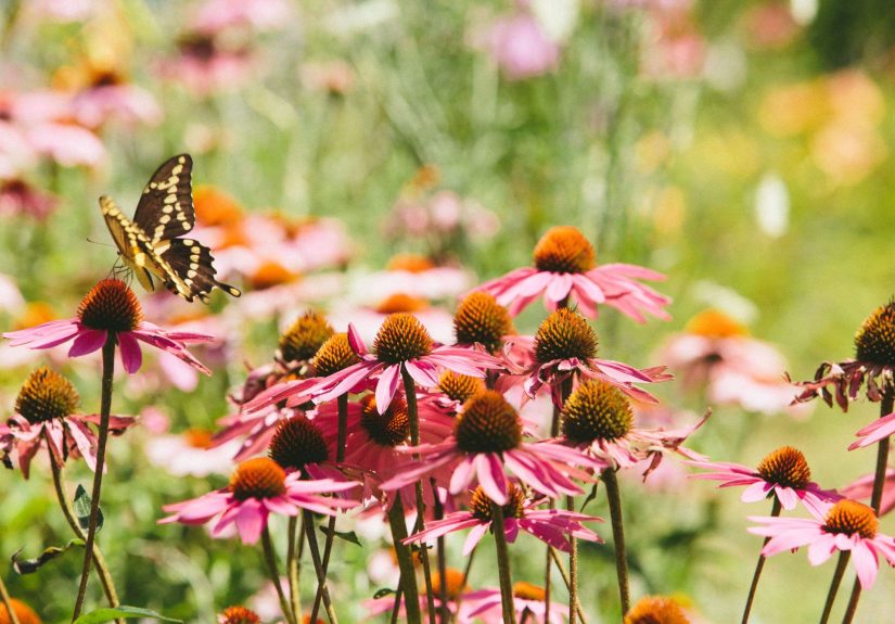 23 Beautiful Garden Plans for Attracting Birds and Butterflies