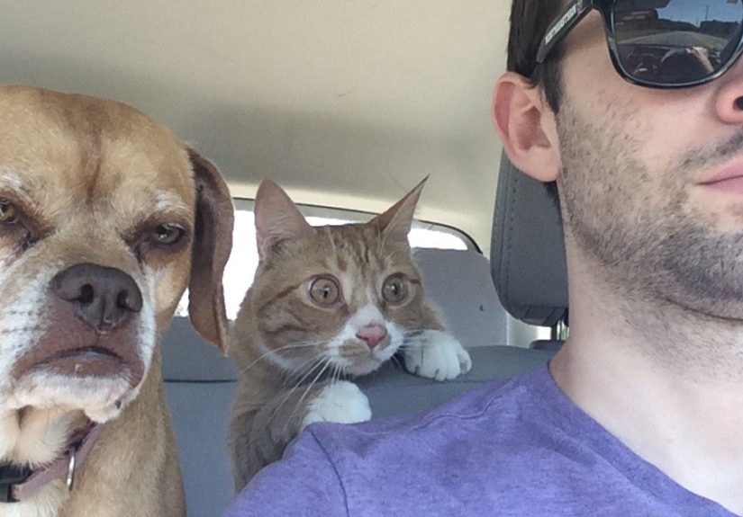 50 Over Dramatic Cats Who Deserve An Oscar