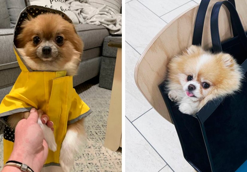 95 Photos Of Pomeranians For Your Daily Dose Of Puppy Cuteness