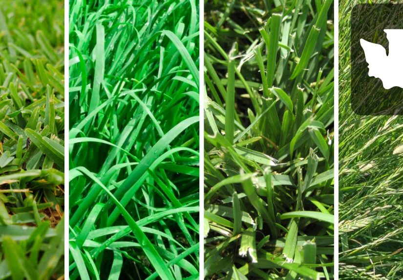 Best Grass Seed For Washington State: A Quick Guide For Lush Lawns