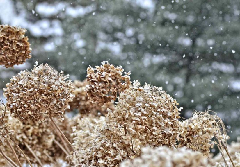 Don’t Let Frost Kill Your HydrangeasHere’s What to Do Right Now