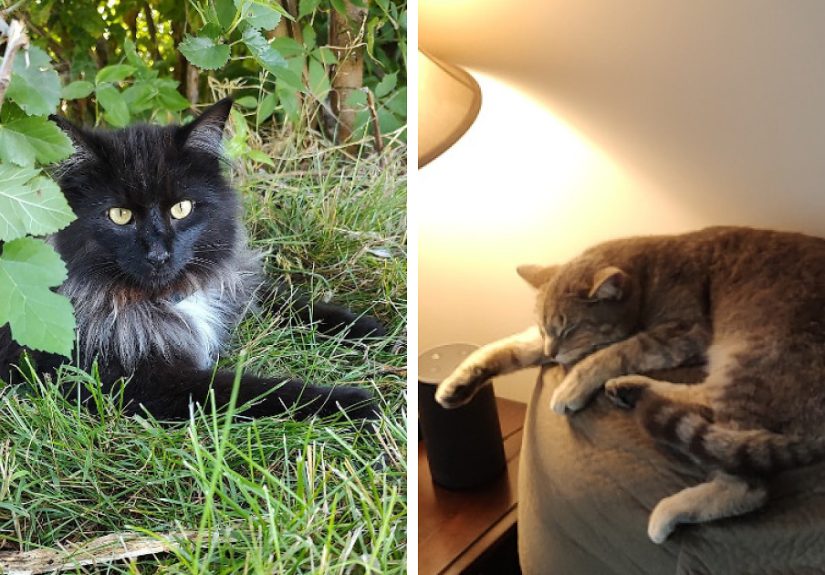 Hey Pandas, Show Me Your Pets