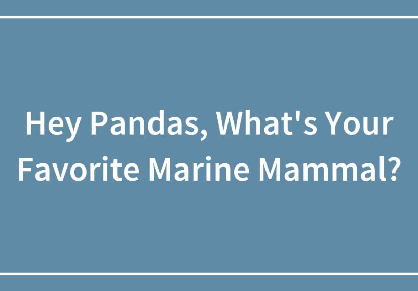 Hey Pandas, What’s Your Favorite Marine Mammal?