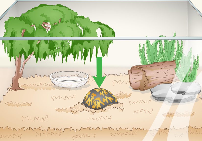 How to Care for an Eastern Box Turtle (Diet, Habitat & Behavior)