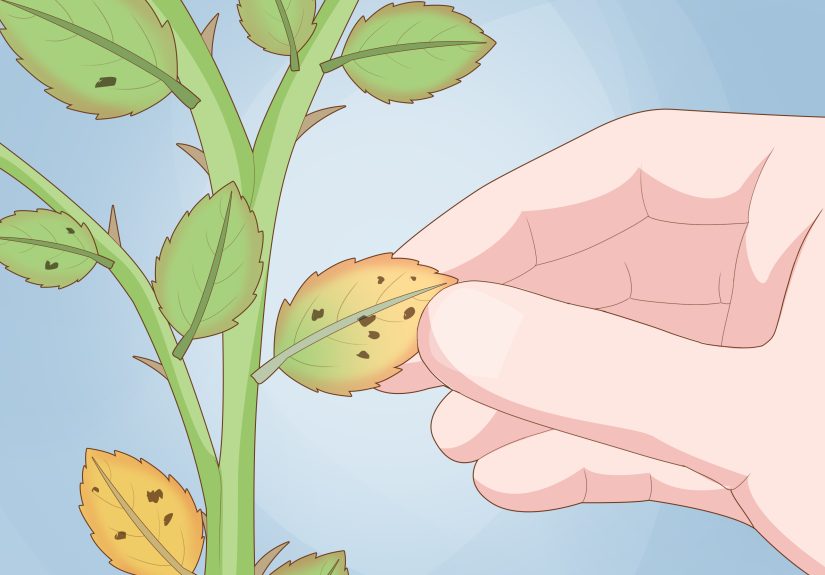 How to Control Black Spot on Roses