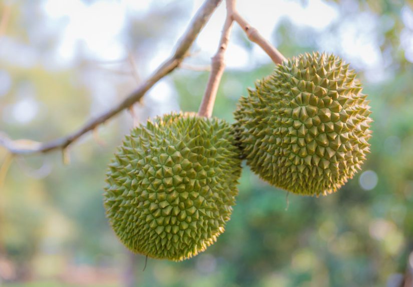 How to Eat Durian Fruit, A Tropical Delight