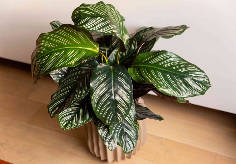 How to Grow and Care for Calathea Ornata