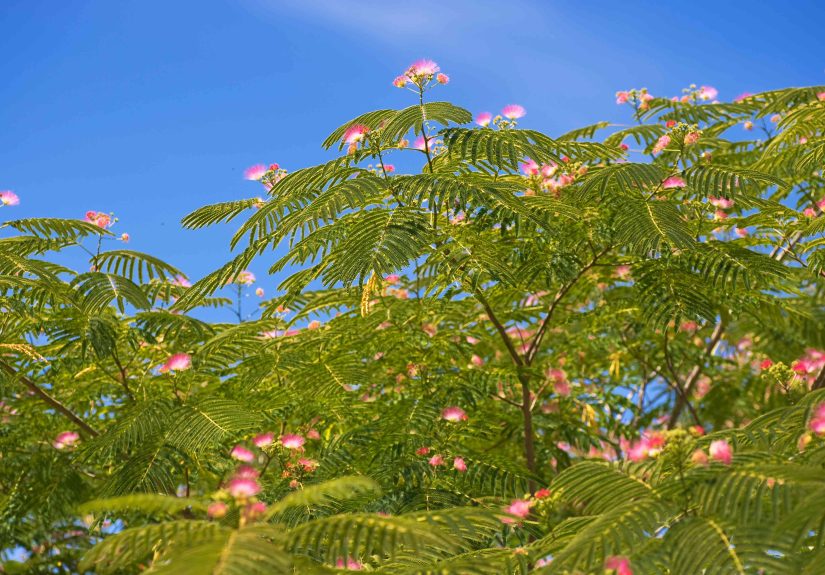 How to Grow and Care for Persian Silk Trees