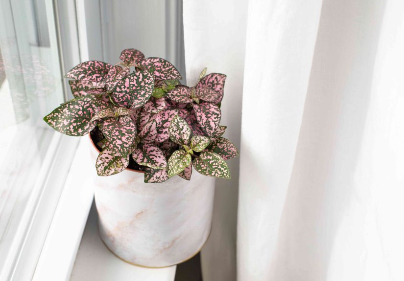 How to Grow and Care for Polka Dot Plant