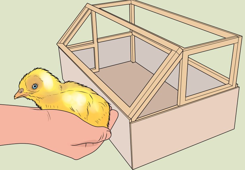 How to Hatch Turkey Eggs in an Incubator: 12 Steps