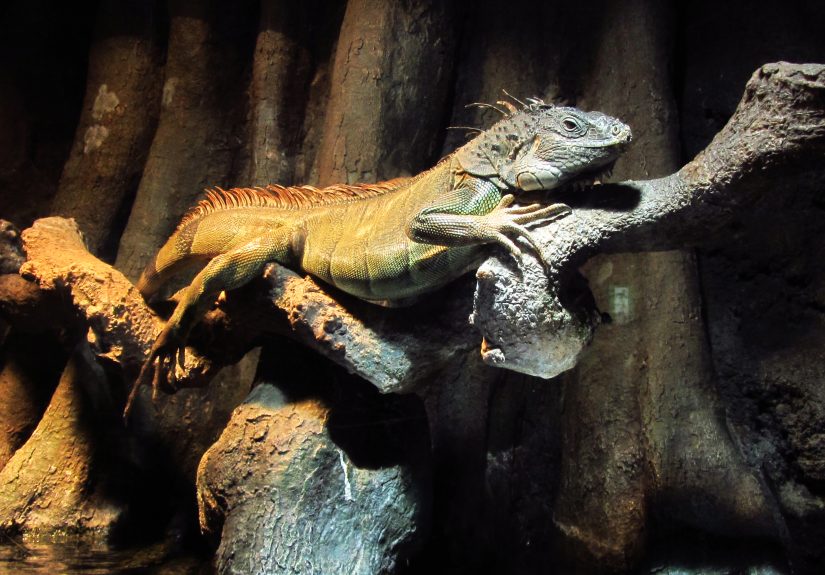 How to Make a Reptile Zoo at Home: 8 Steps