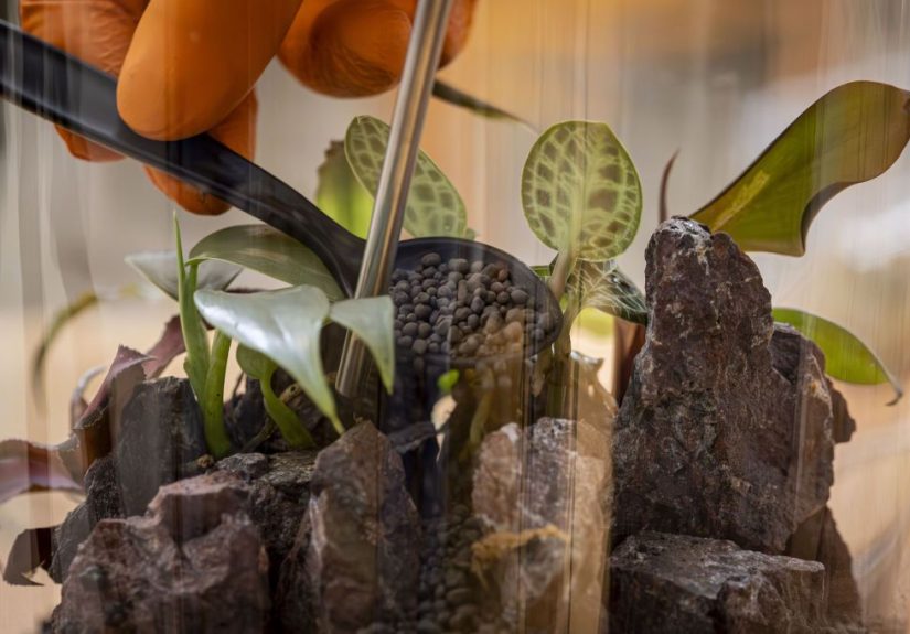 How to Make a Self-Sustaining Terrarium Like a Pro