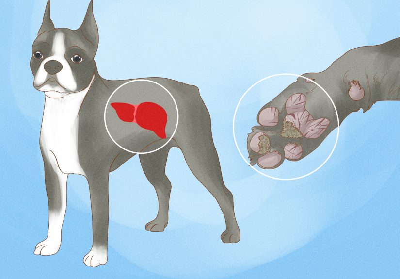 How to Moisturize Cracked Dog Paws & Pick a Dog Moisturizer