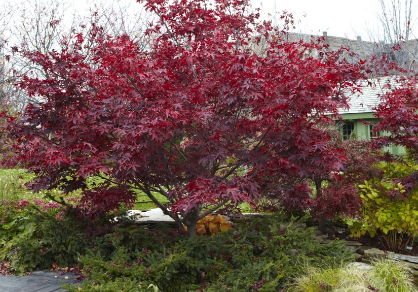 How to Plant a Japanese Maple Tree Successfully