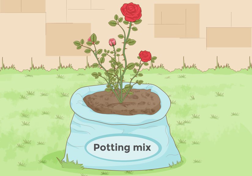 How to Prepare Soil for Roses: 8 Steps