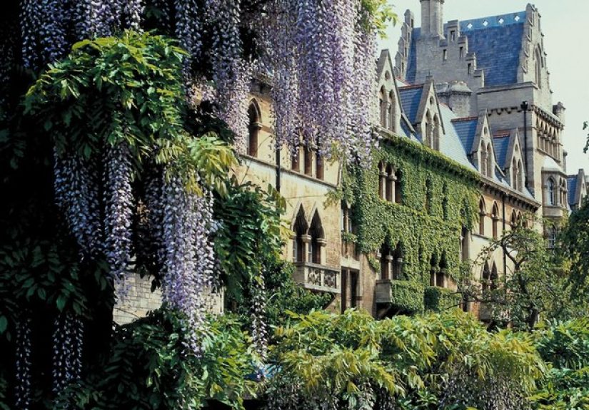 How to Transplant an Old Wisteria & Grapevine