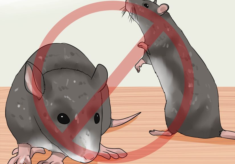 How to Treat a Cat for Snakebite: 15 Steps