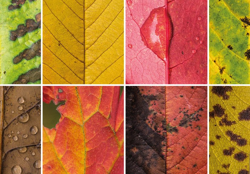 I Photographed Hundreds Of Leaves To Show The Beauty Of Diversity And Imperfection
