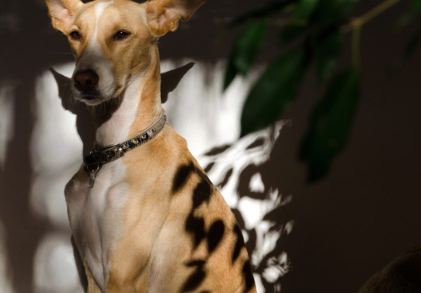 My Dog Is A Super Model Of The World And She Tells Me How She Wants To Be Photographed