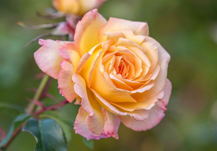 Peace Rose: Plant Care & Growing Guide