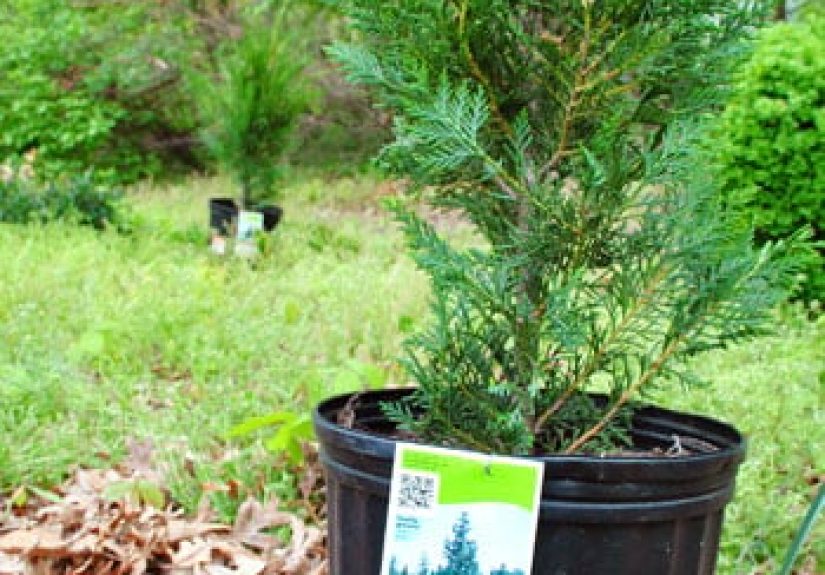 Planting Leyland Cypress Trees For Added Privacy