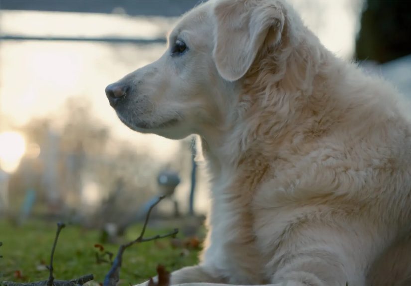 Prevent Ticks on Your Pet