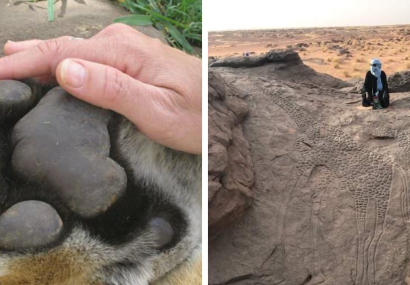 Reality Is Stranger Than Fiction: 94 Mind-Blowing Photos That Might Make You Question Everything