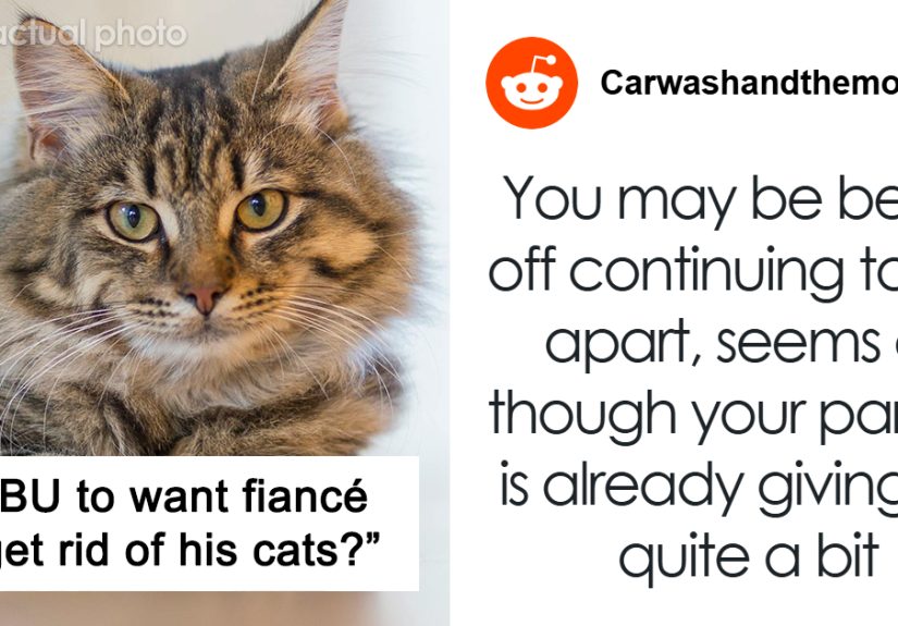 Rottweiler Owner Asks If She’s Being Unreasonable To Want To Get Rid Of Fiancé’s Cats