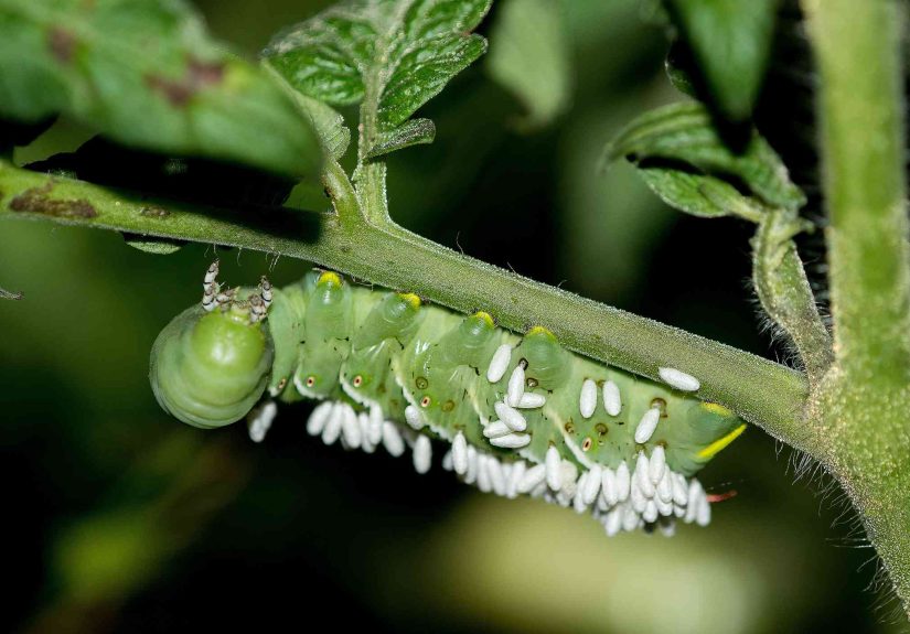Should You Kill Tomato Hornworms? Why Experts Say No