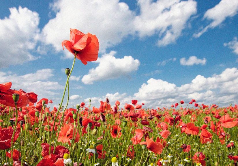 Tall Poppy Syndrome: Origins, Effects, and How to Cope