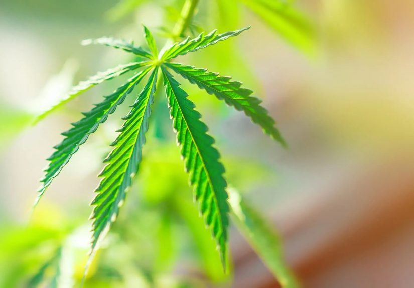 Visual Guide To Medical Marijuana: What You Should Know