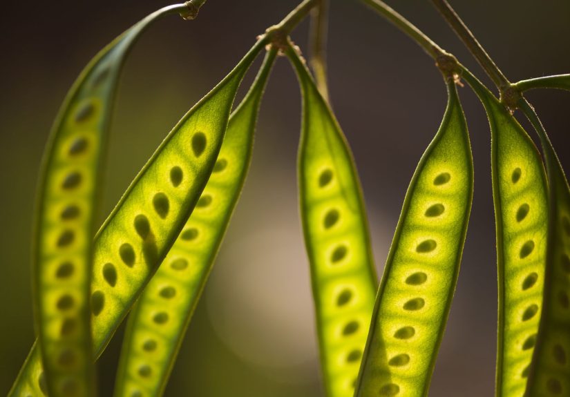 What Are Mesquite Beans?