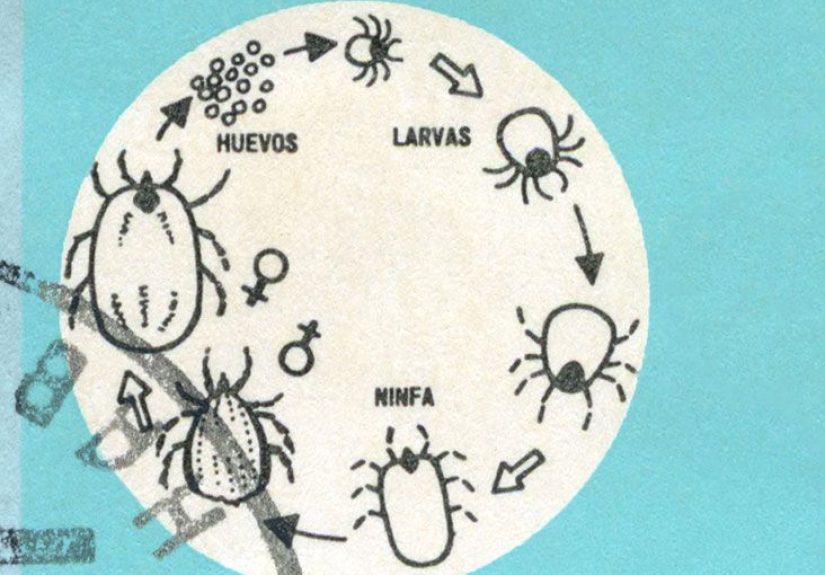 What Are Seed Ticks, and Are They Dangerous?