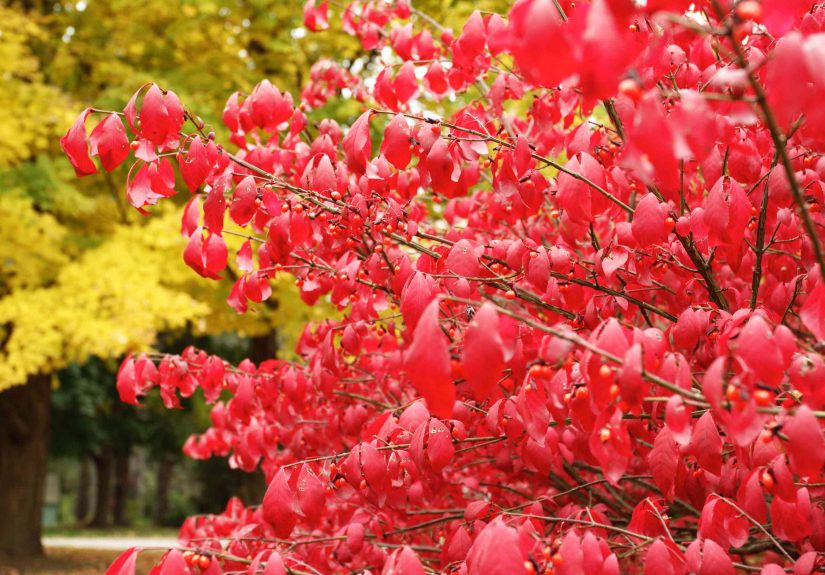 When and How to Prune Burning Bush Like a Pro