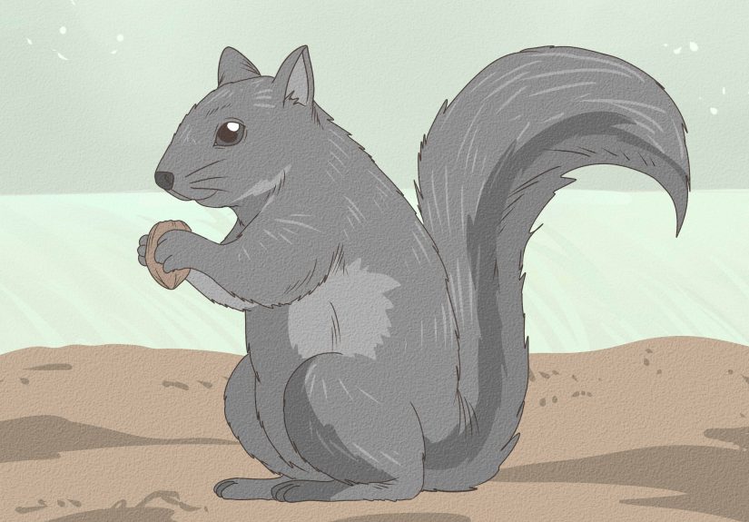 Why Do Squirrels Chase Each Other? 5 Proven Reasons Why