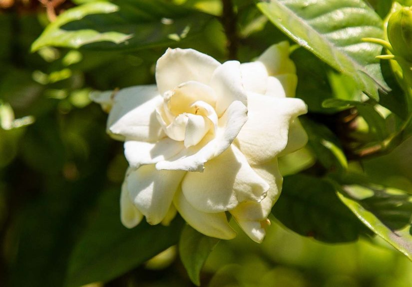 13 Popular Varieties of Gardenia