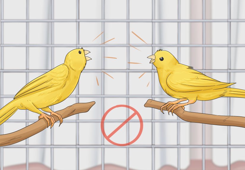 3 Ways to Keep a Canary Entertained