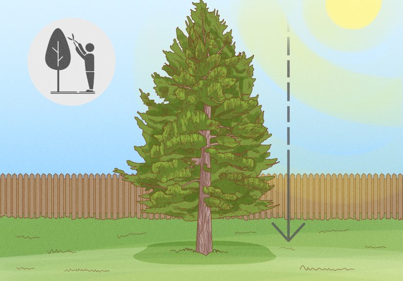 3 Ways to Prune White Pine Trees
