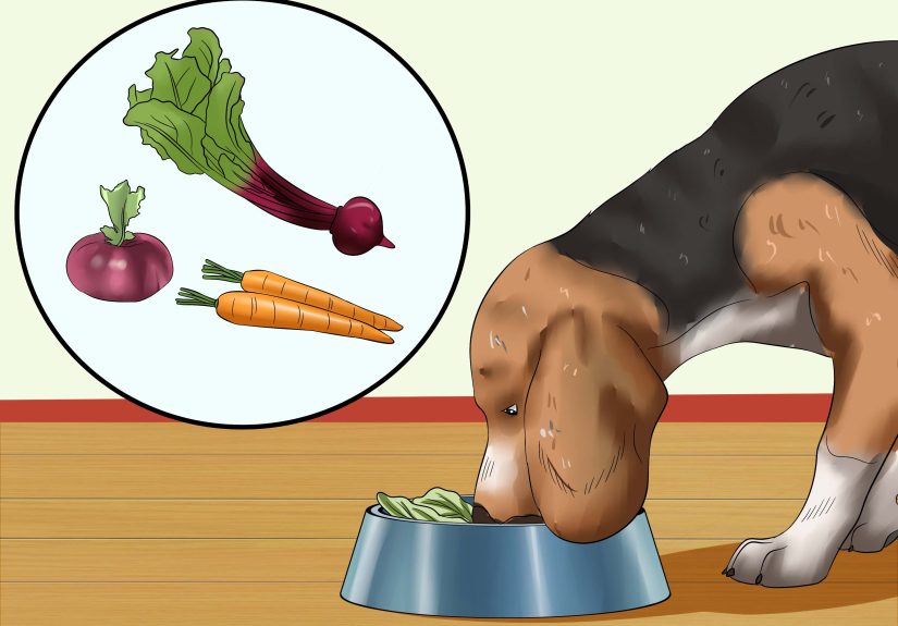 3 Ways to Treat Dog Worms With Food and Herbs