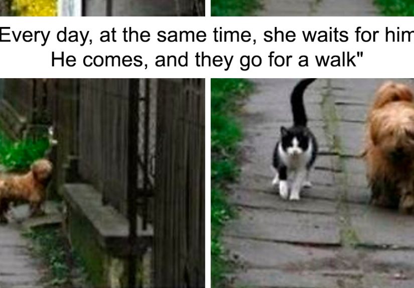 35 Times Animals Decided To Act Like Humans And It Got Documented In This Online Group
