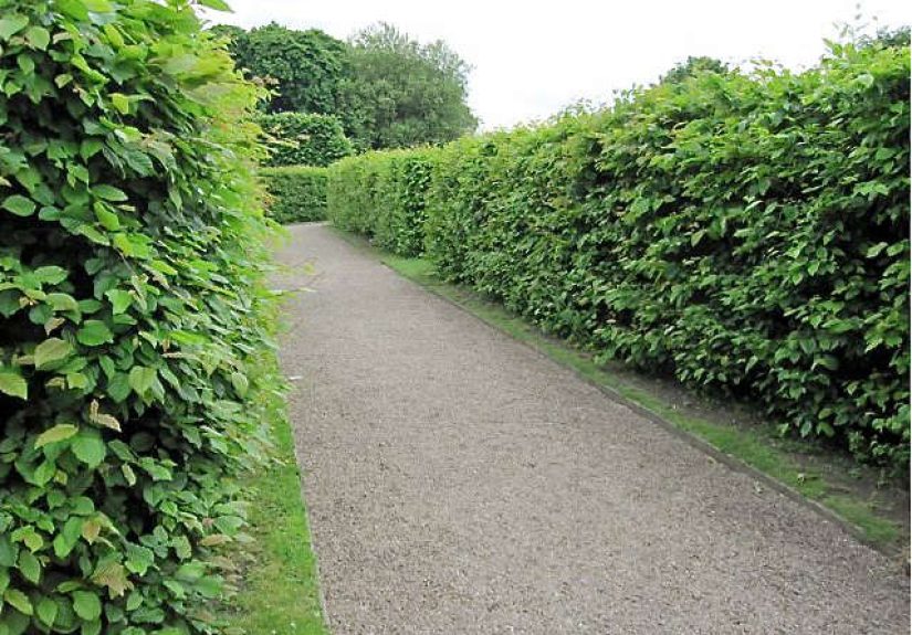 Bare-Root Hornbeam Hedging